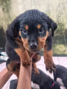 Dijual Anak Anjing Rottweiler – Lokasi Bali   Denpasar, Bali