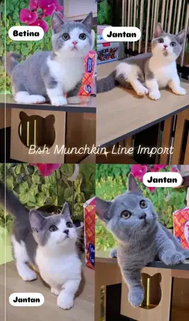 Lepas adop Bsh Munchkin/Munchkin Bsh/British short hair/Munchkin