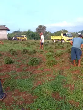 Jual rumput gajah.dan rumput gajah mini