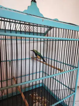 Cucak cungkok bocor murah