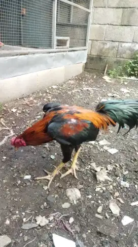 Ayam Bangkok muda