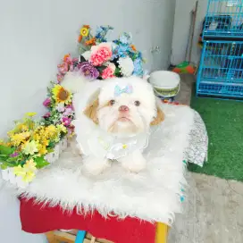 Shihtzu male warna uni rare colour ras asli shihtshu shihtsu sitshu