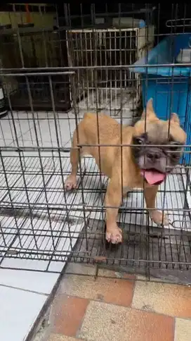 Jual French Bulldog (Calon Indukan) NEGO