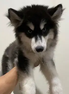 Dijual MURAH BERKUALITAS siberian husky betina longhair
