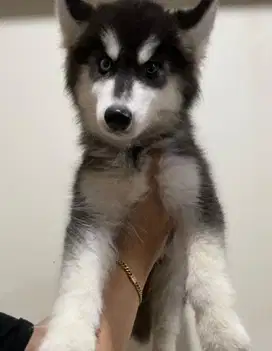 Dijual MURAH BERKUALITAS siberian husky betina longhair