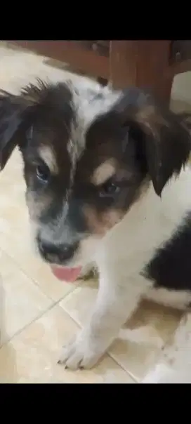 Murah meriah anak anjing usia 2,5 bln (300) bisa nego