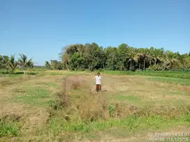 Juall tanah persawahan di panjatan