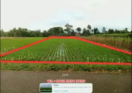 Sawah Murah Kepanjen Malang Pinggir Jalan