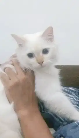 Kucing Himalaya red point.. betina usia +/- 1 tahun..