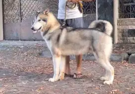 Jl. Alaskan malamute jantan 10 bln