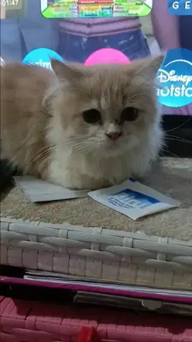 Lepas Adopsi Kitten Persia
