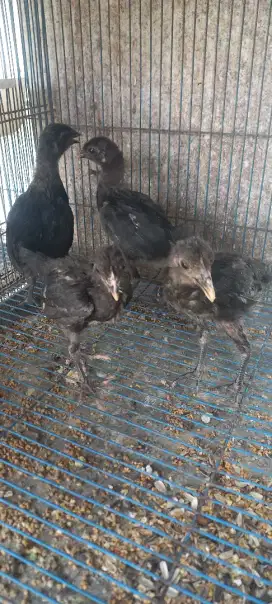 Ayam mgb / kaki panjang 4ekor