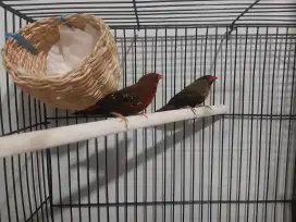 stoberi finch sepasang