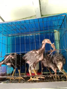 Ayam Bangkok ukuran sedang