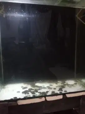 Di jual Aquarium murah