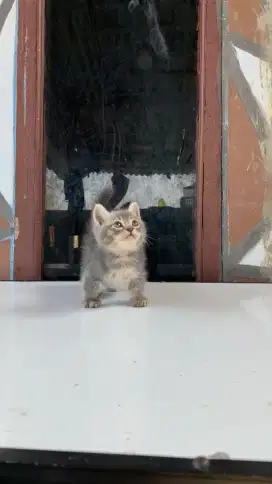 Munchkin british shorthair