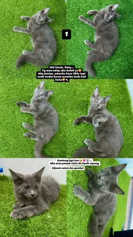 Kucing mainecoon