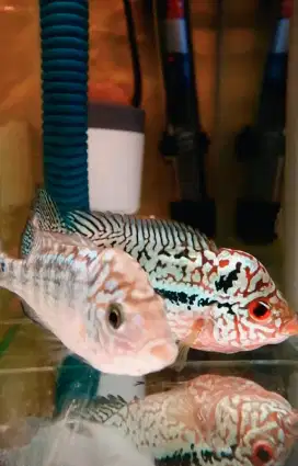 Jual Ikan Lohan/Louhan Super Red Kamfa F2 VVIP import 6&12cm, bs nego