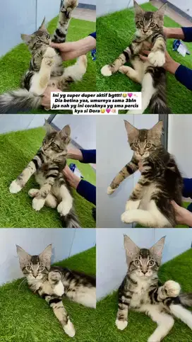 Kucing Mainecoon