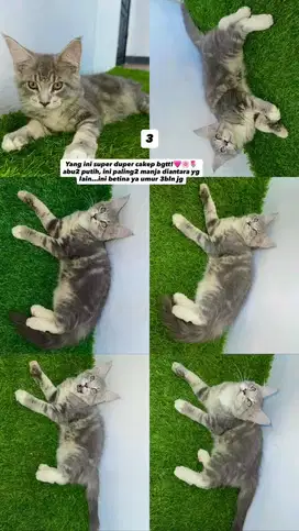Kucing mainecoon