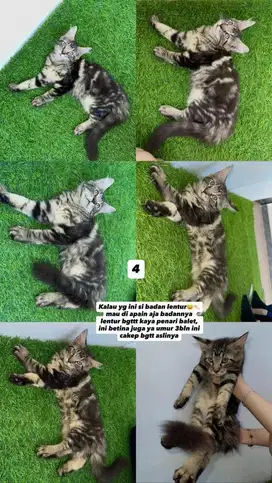 Kucing mainecoon