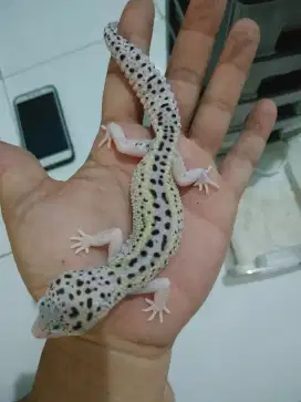 Gecko geko 5blnan female corak kalem cerah jinak anteng lucu gemesin