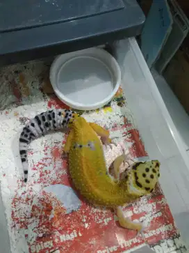 Gecko geko 3blnan female kuning kehijauan jinak lucu gemesin suka mkn