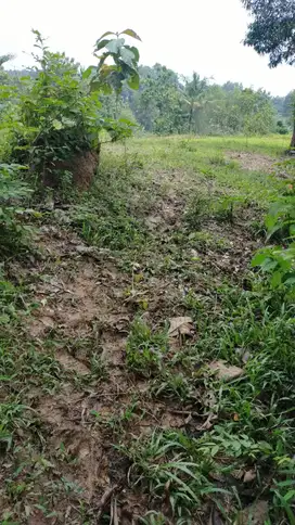 Tanah Darat Murah Di Jalan Utama Bisa Untuk Perkebunan
