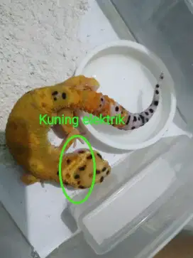 Gecko geko 2blnan female warna orange pekat leher kuning elektrik