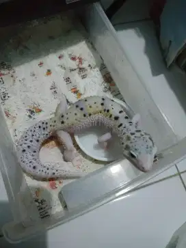 Gecko geko 5blnan male warna putih corak langka morph bagus aman
