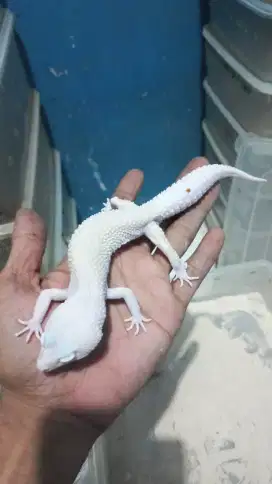Gecko tokek morph bagus dan giant