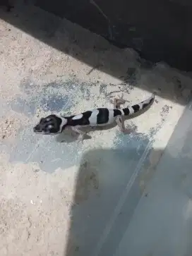 Baby gecko anakan tokek hias murmer