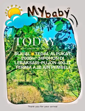 MURAH TEGAL ALPUKAT 2000m² PUJON