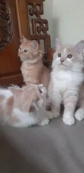 Kucing Persia Jantan&Betina