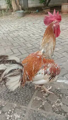 Ayam Pelung Warna Jali