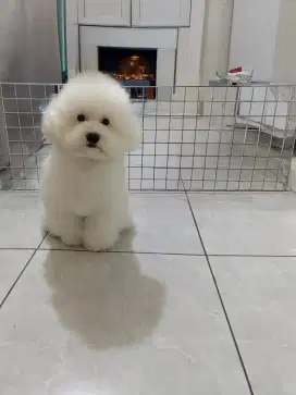 Poodle Snow White Female