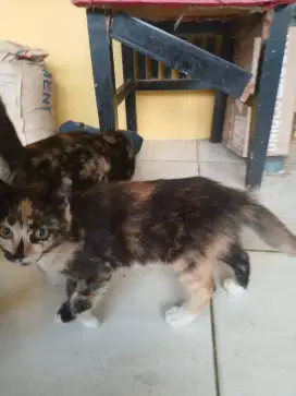 Open adopt kucing kembar