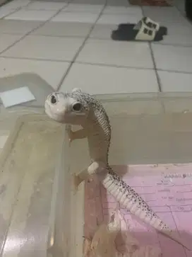 1 Unit Gecko Leopard Super Snow Eclipse
