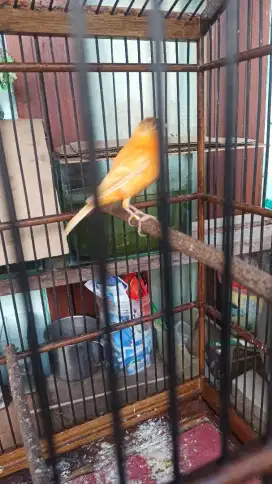 Burung kenari lokal orange