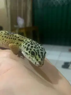 1 Unit Gecko Leopard BN