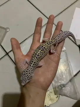 1 Unit Gecko Leopard MackSnow Eclipse