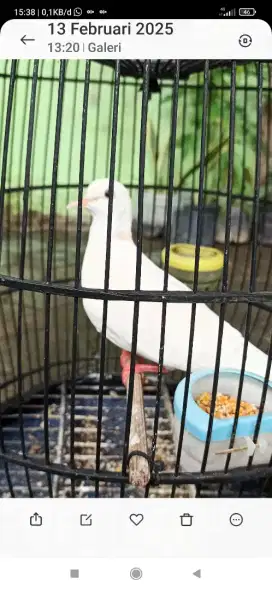 puter pelung putih