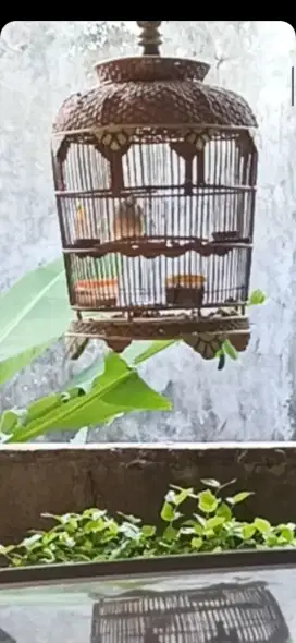 perkutut lokal gacor