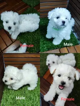 Bichon frise puppy