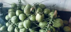 Kelapa hibrida manis dan segar