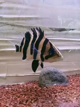 Jual ikan Datz beserta aquarium nya