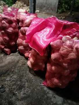 Kelapa bulat,sari kelapa