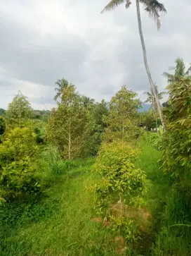 Tanah kebun desa sambangan singaraja