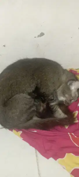 Yg mau kucing anggora silakan gratis