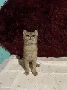 Bsh golden betina minus
